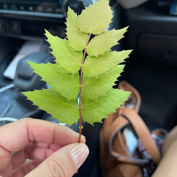 Meet your Posher, Resa - Picture 1 of 1